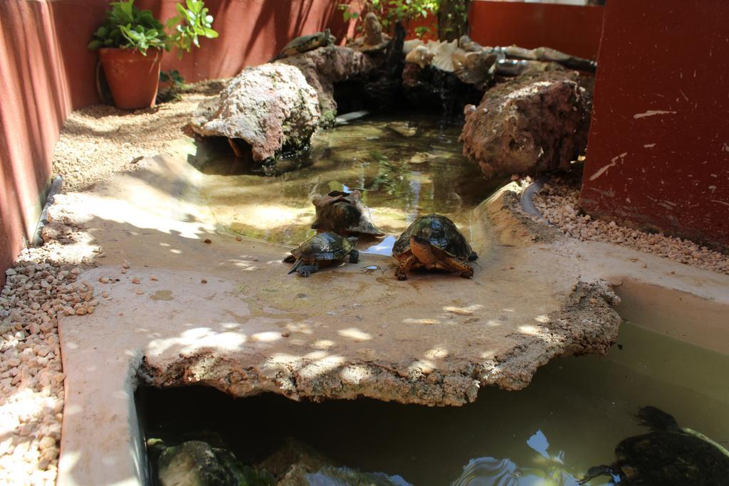 El Acuario Hotel Playa del Carmen Exteriör bild